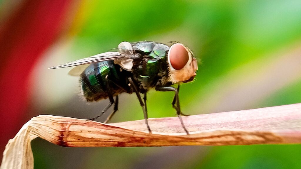 The New World screwworm fly, Cochliomyia hominivorax © Adobe Stock