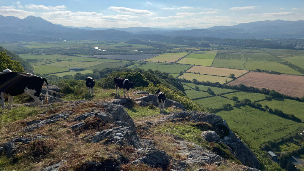 Cows on top of Tremadog Rocks looking over Porthmadog and the reclaimed Glaslyn Estuary