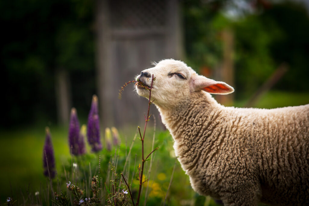 Lamb sniffing plant