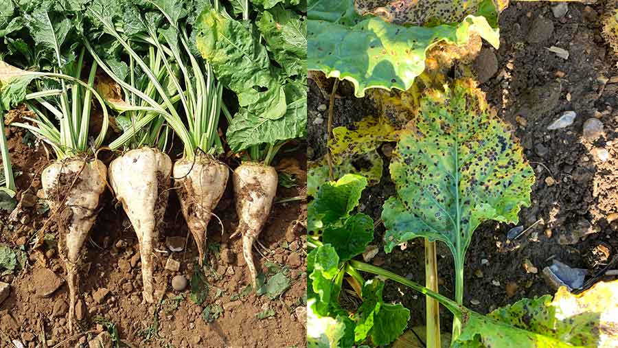 Sugar beet and Cercospora disease © BASF