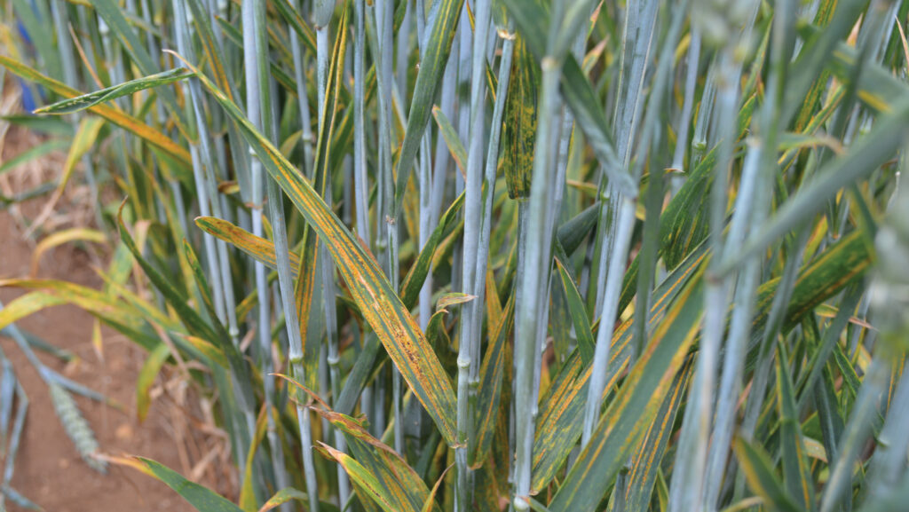 Close-up of yellow rust on wheat