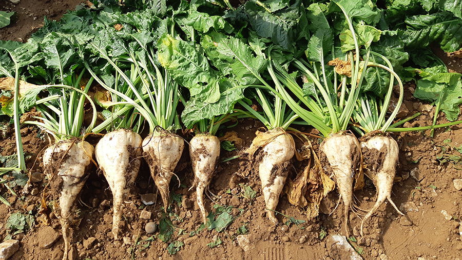 Sugar beets laying on soil