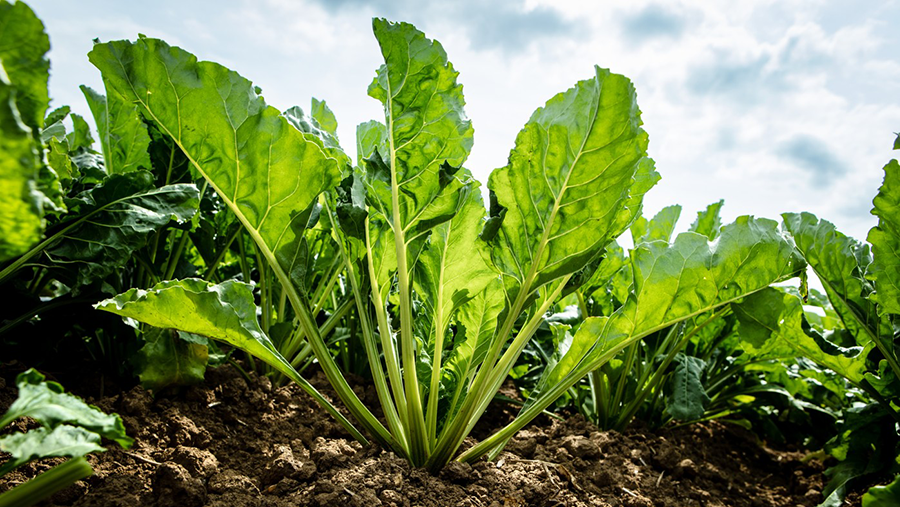 Sugar beet from ground level