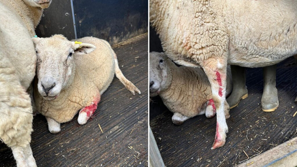 Injured ewes