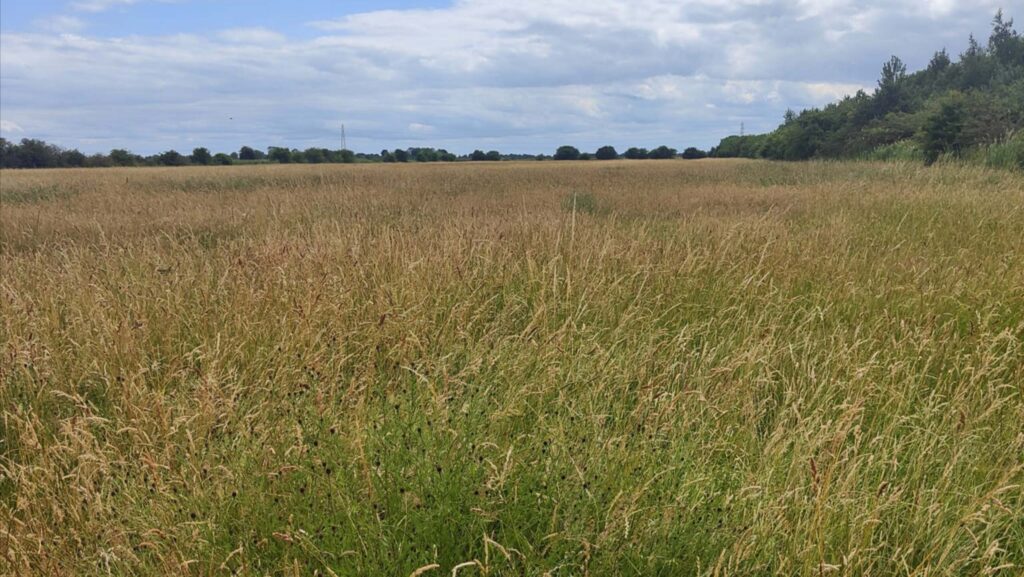 Organic pasture at Homelands Farm