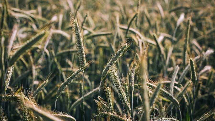 Hybrid rye area poised for growth in the UK