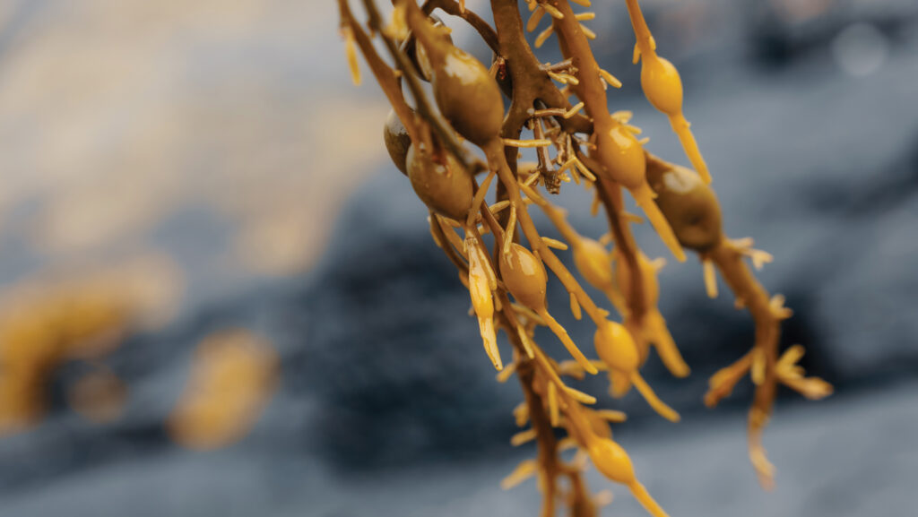 Ascophyllum nodosum seaweed