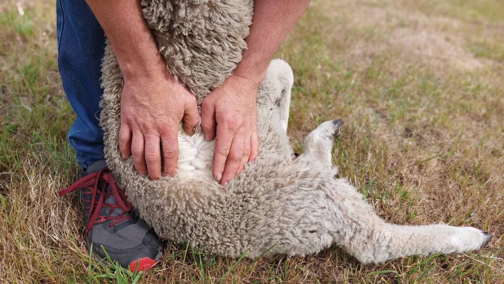 assessing a sheep's skin type