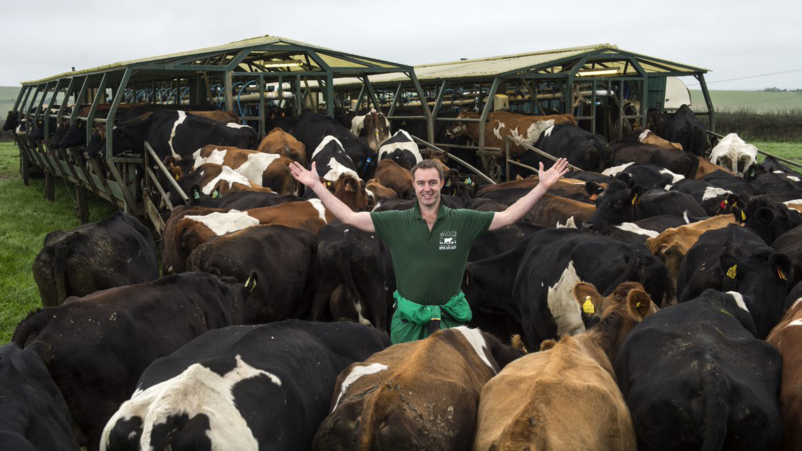 Tom Foot standing among his dairy herd