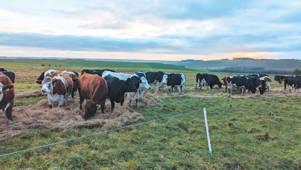 The Wilsons' herd bale grazing
