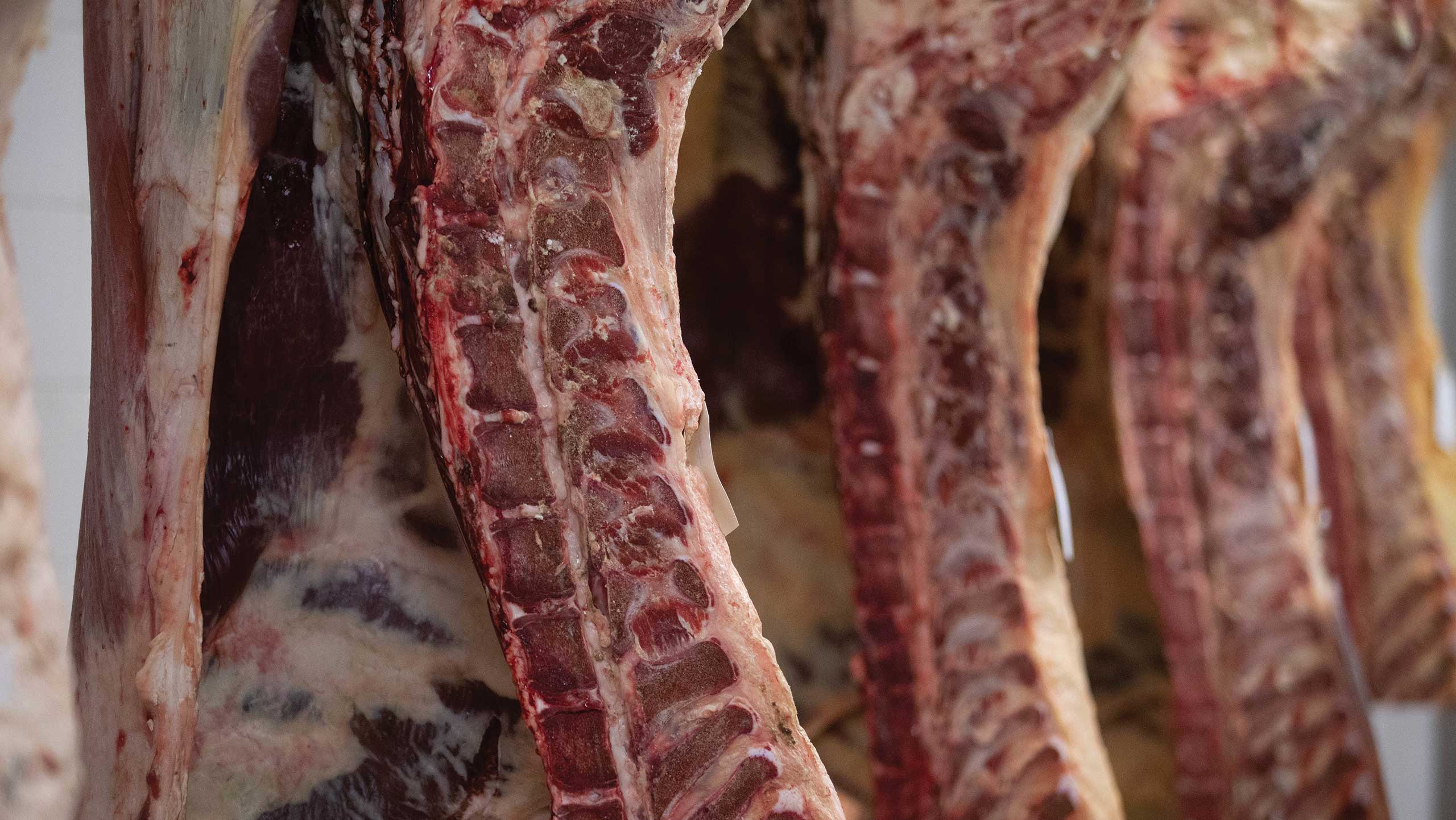 beef carcass hanging