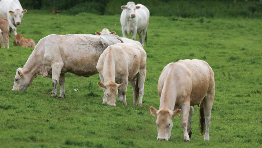 Beef suckler grazing