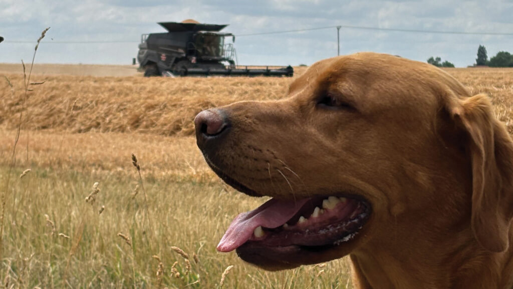 Dog with combine harvesting in background
