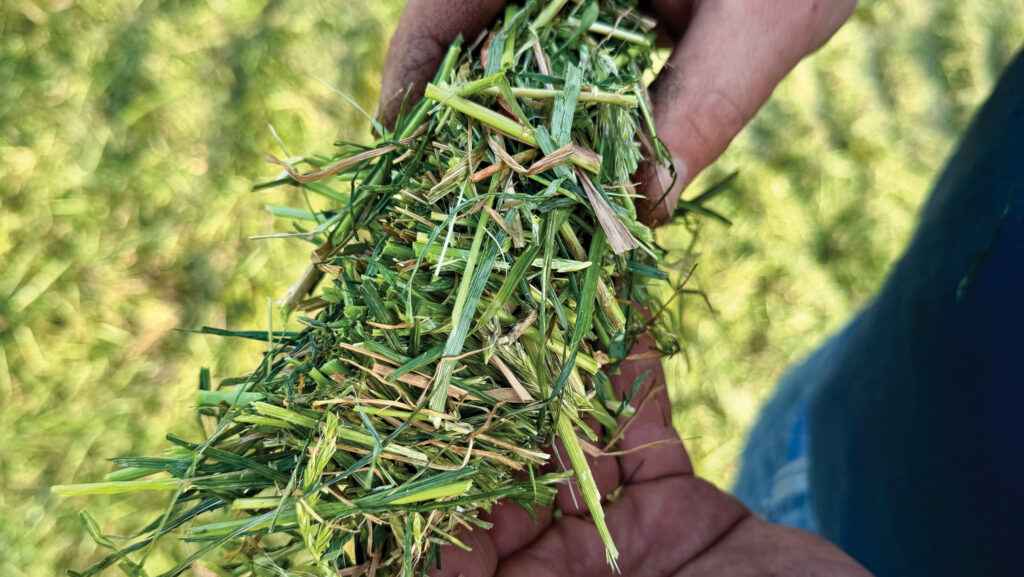 Chopped grass