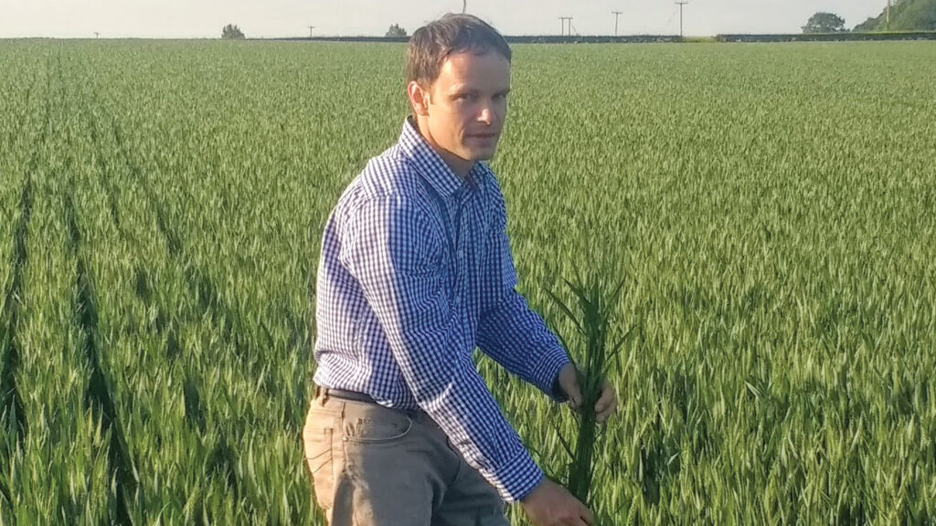 Farmer in a green cereal crop