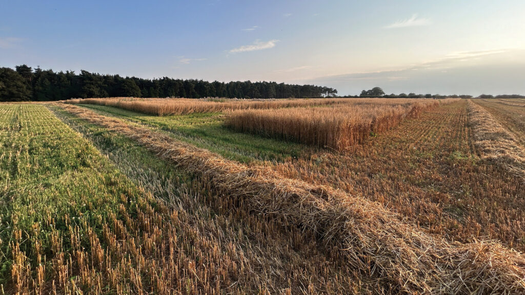 Part-harvested cereal crop with clover visible