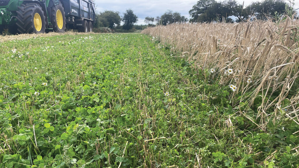 Clovery visible in a part-harvested cereal crop