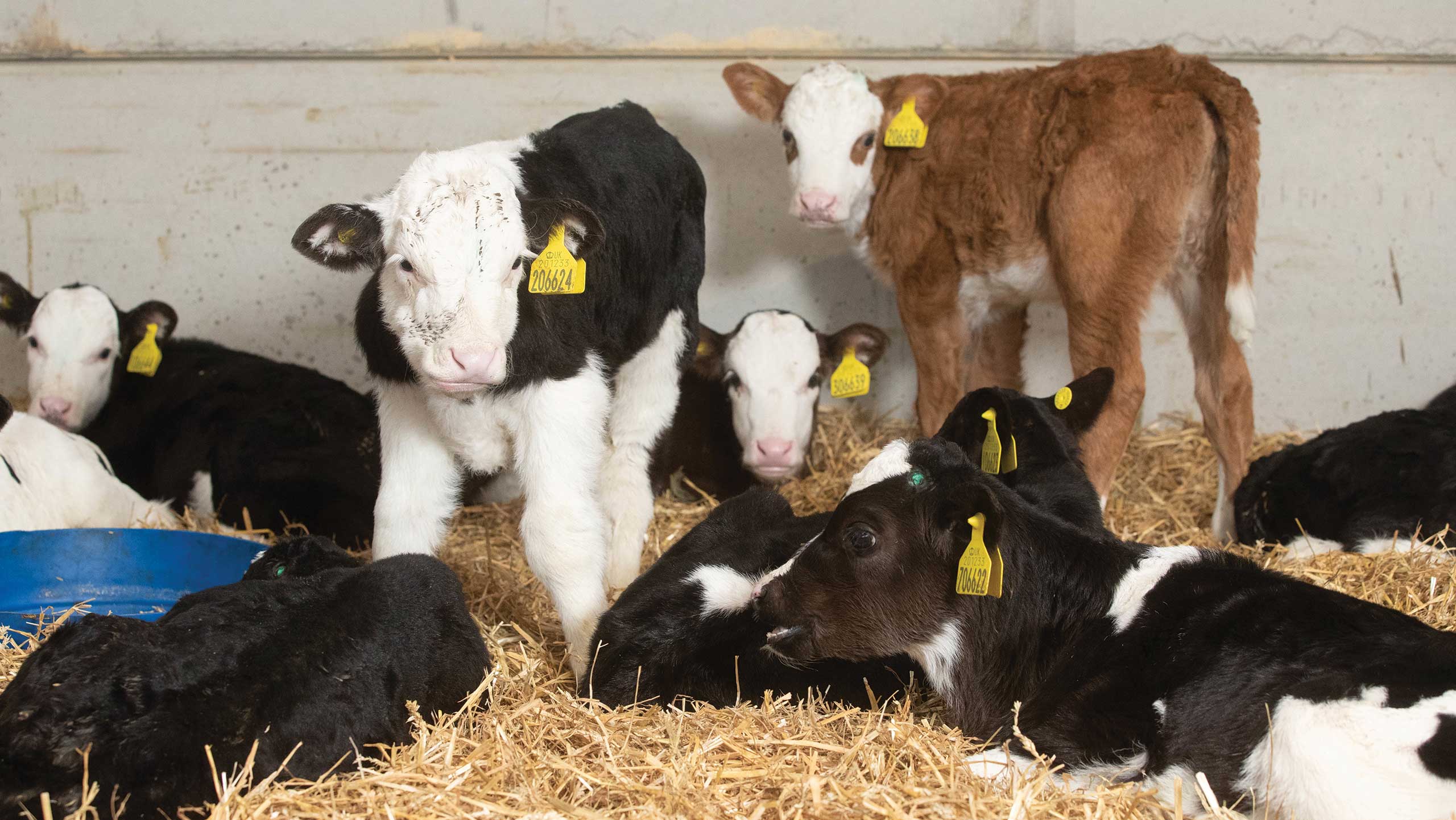 dairy calves in rearing shed