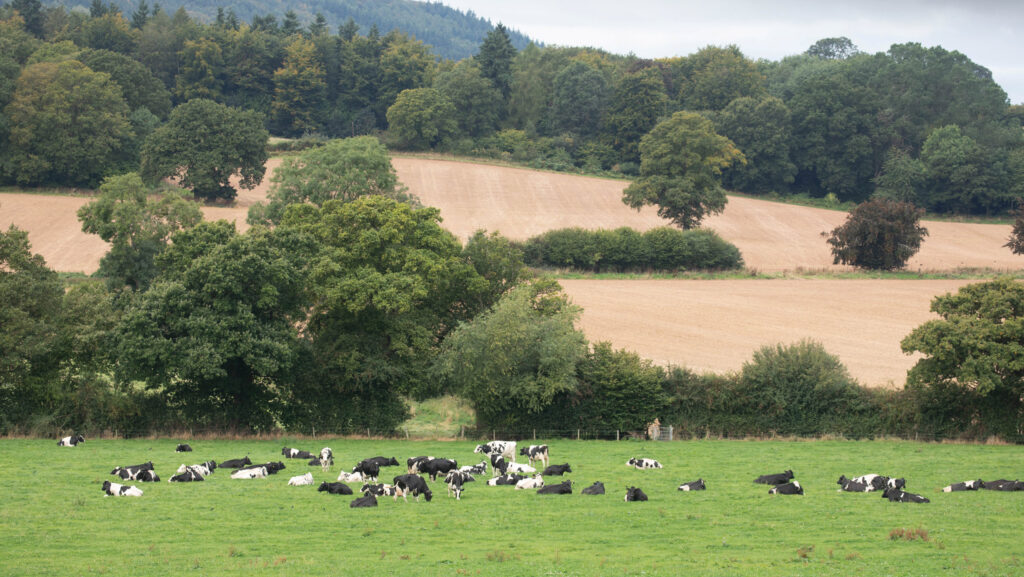 Dairy cattle in a field with trees behind