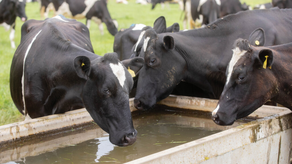 Contaminated water troughs can soon transmit pathogens around the farm water supply © Tim Scrivener