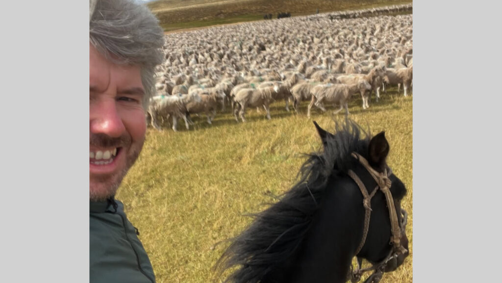 Dan Jones on horse with sheep in field
