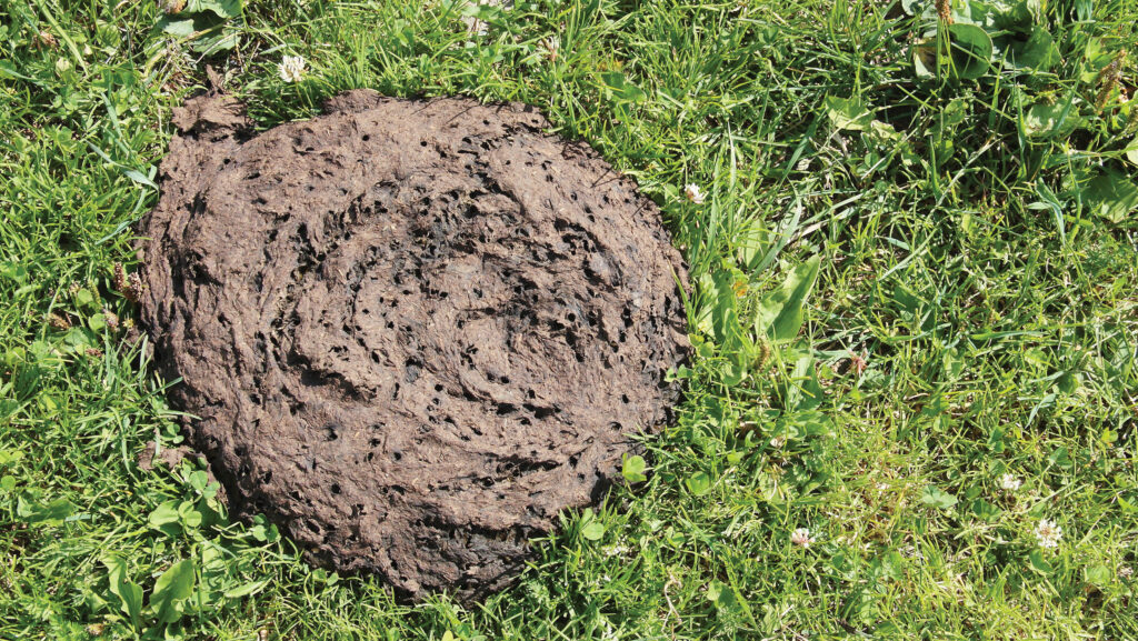 Dung beetles on a dung