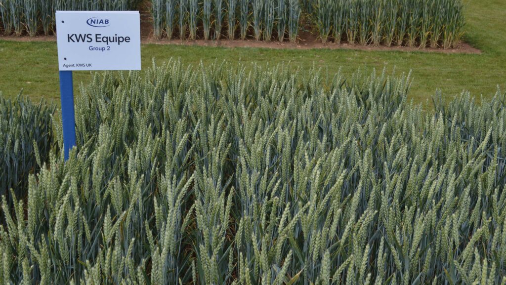 Equipe wheat