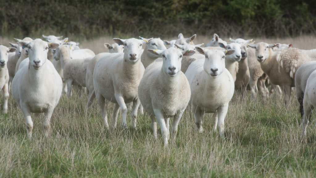 Exlana breed sheep
