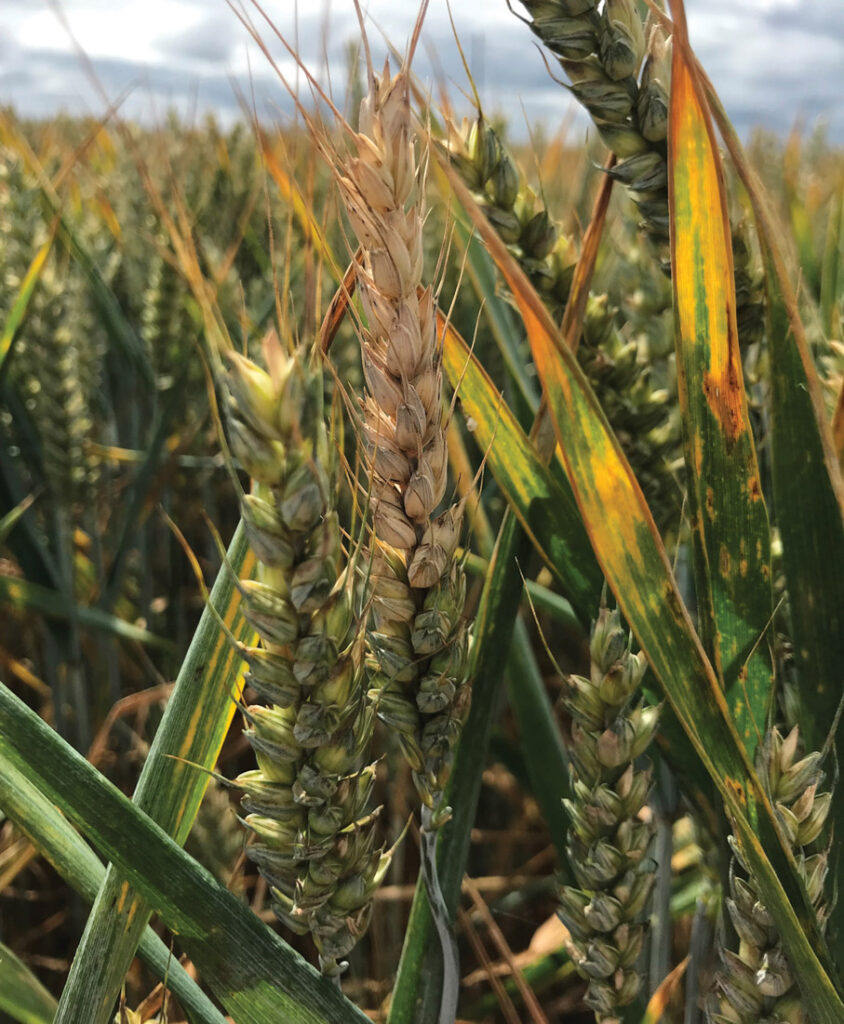 Fusarium head blight
