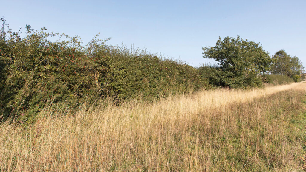 Hedge and field margin