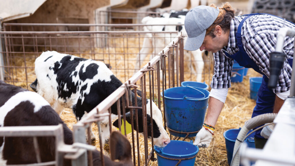 Calves being fed