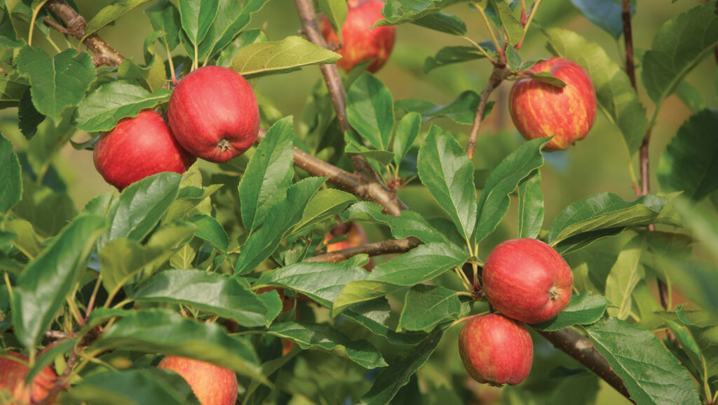 Ripe apples on a tree