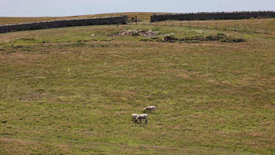 Grat Orme Sheep