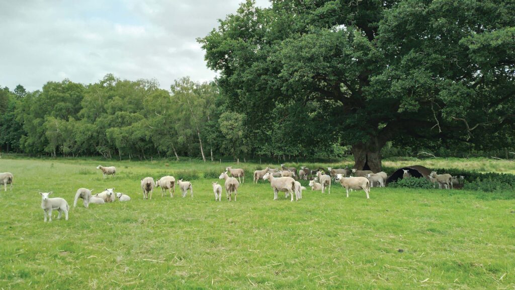 Grazing ewes and lambs