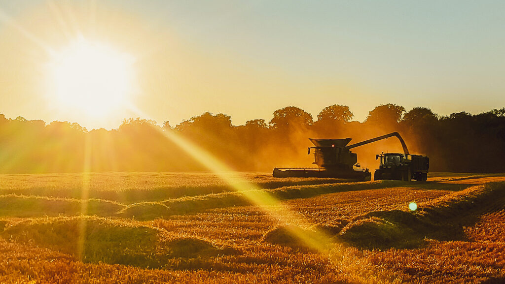 Harry Whymark's photo of the 2025 harvest at Somerleyton Farms illustrates the hot dry conditions this year © Harry Whymark