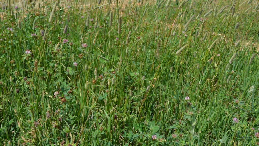How Cornish mixed farm gains from regen stacking