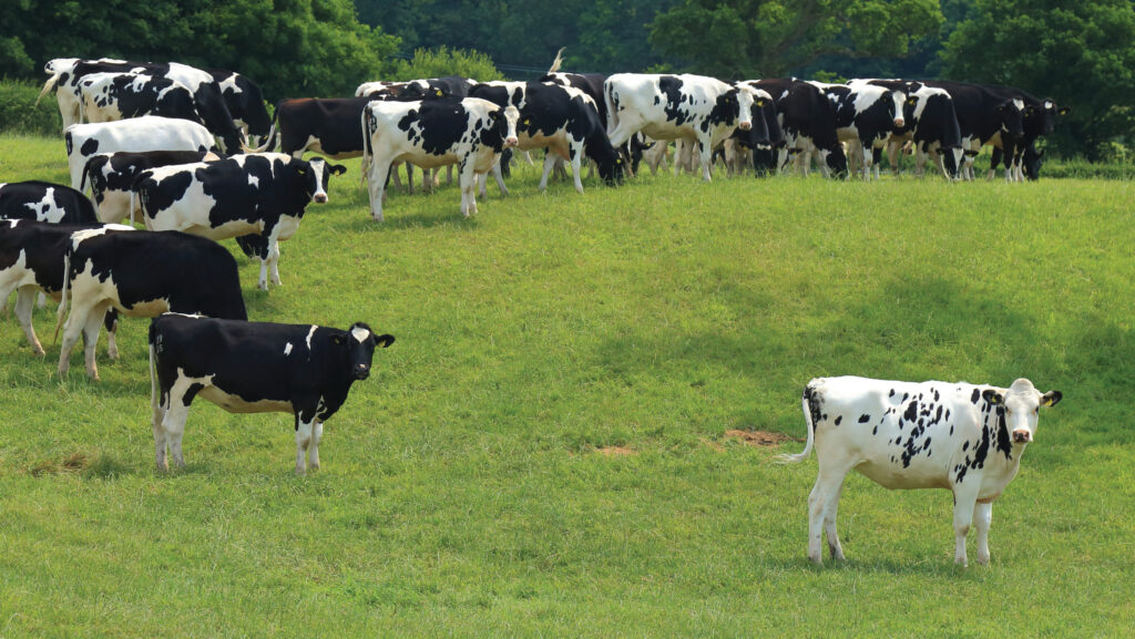 Heifers in some herds are calving down with high cell counts which can impact lifespan © Adobe Stock