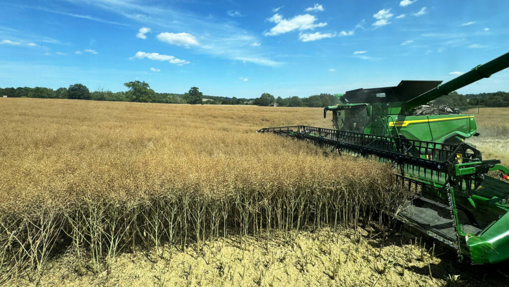Harvest 2025: OSR yields down and wheat soon to cut in Herts
