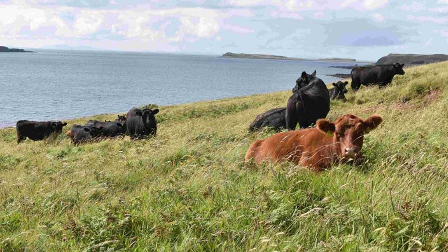 A Lowline herd in the Isle of Skye grazes rugged coastline