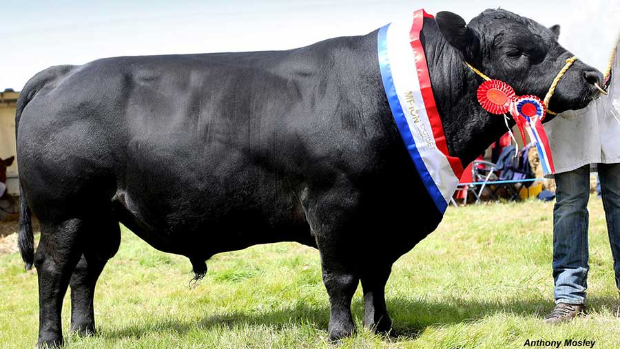 A serial show-winning Lowline bull