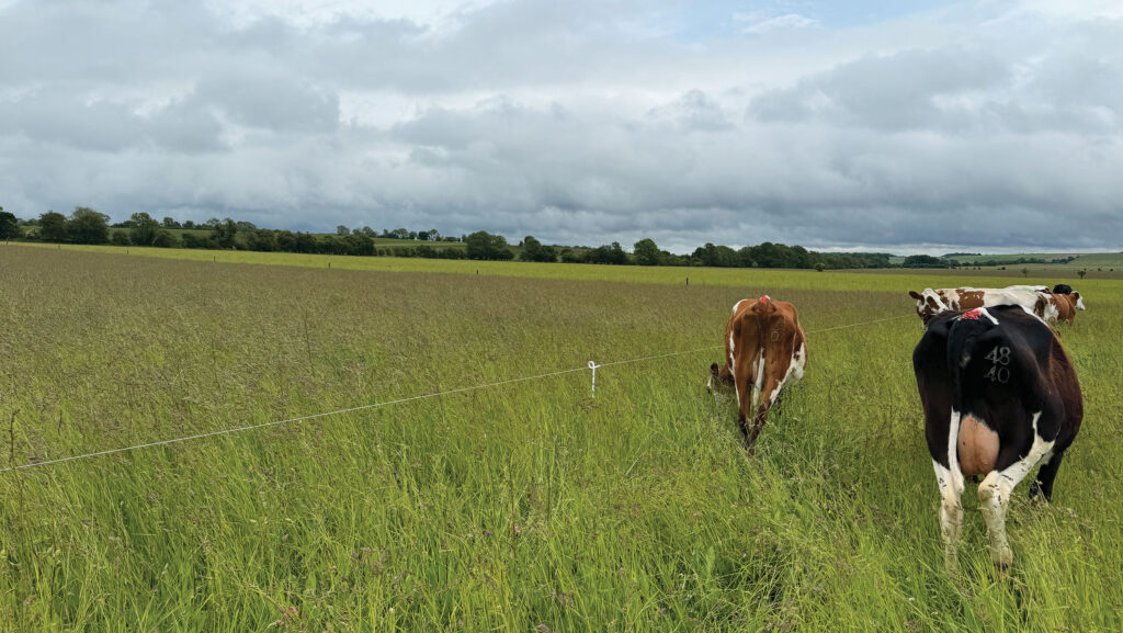 The paddocks during and before grazing 
