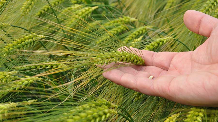 Barley