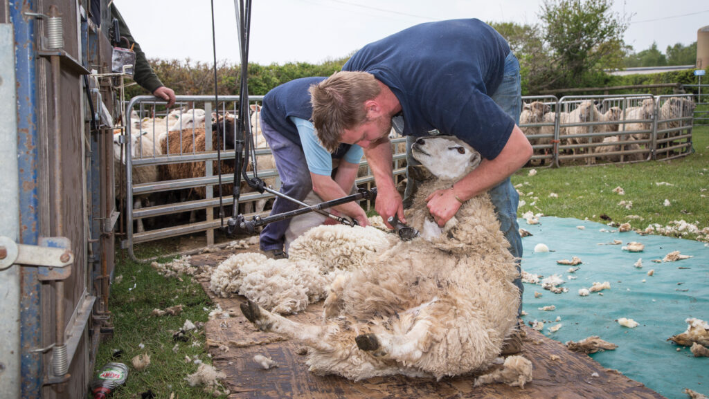 Men shearing sheep