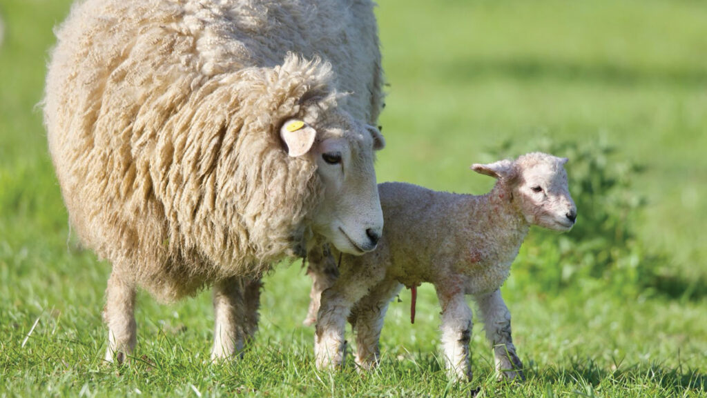 Ewe and sheep