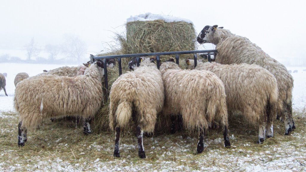Sheep feeding on hay in the snow