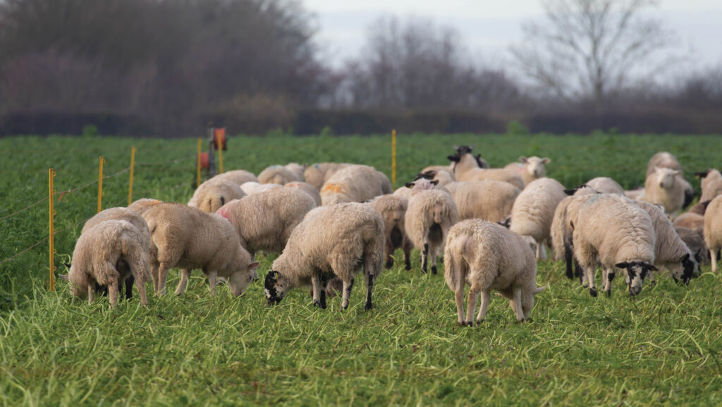 Sheep grazing cover crops