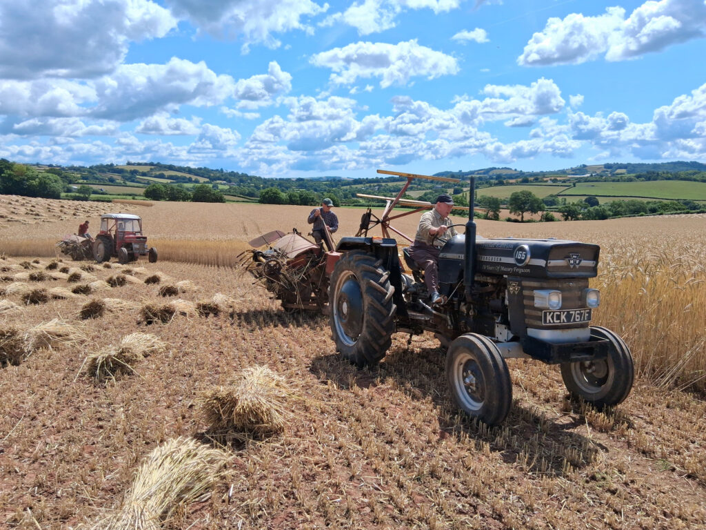 Harvesting thatching reed