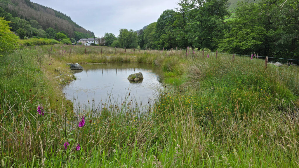 Pond at Hywel Dda