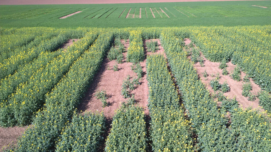 Damping off in oilseed rape field