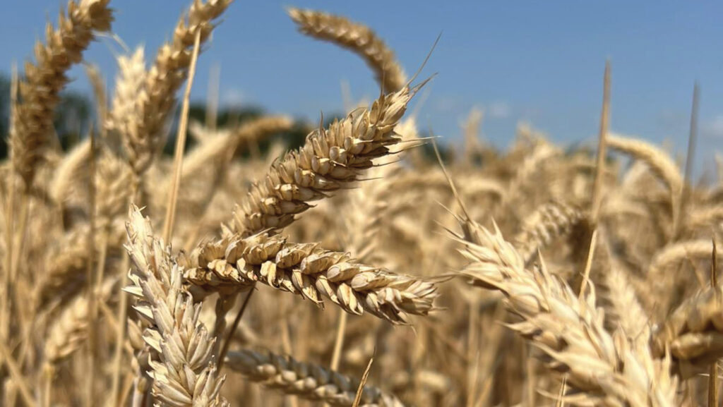 Wheat